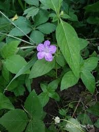 Ruellia strepens fullplant3.jpg